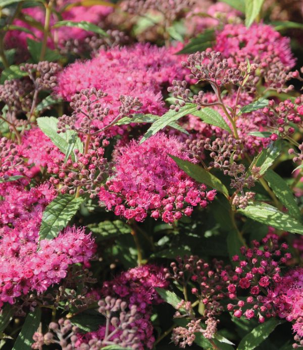 Spiraea japonica 'Anthony Waterer'