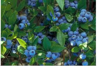 Vaccinium x 'Northblue'