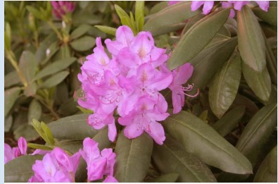 'Roseum Elegans' Rhododendron