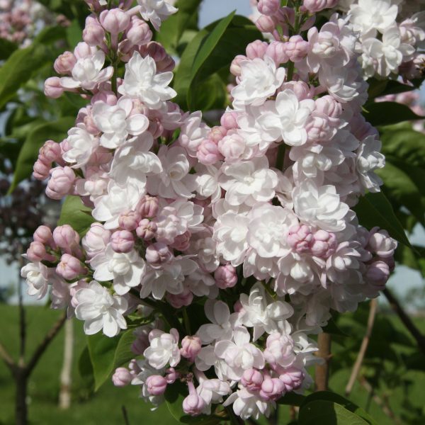 Syringa vulgaris 'Beauty of Moscow'