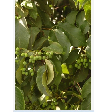 Viorne Lentago (Alisier)