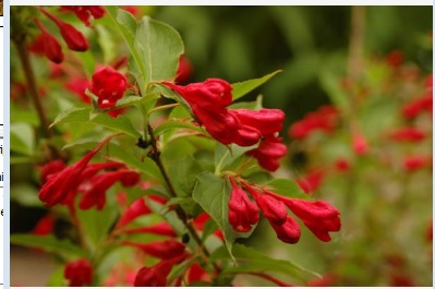 Weigela 'Nain rouge'