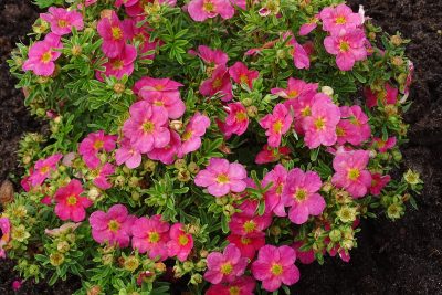Potentilla fruticosa 'Bella Bellissima' BE