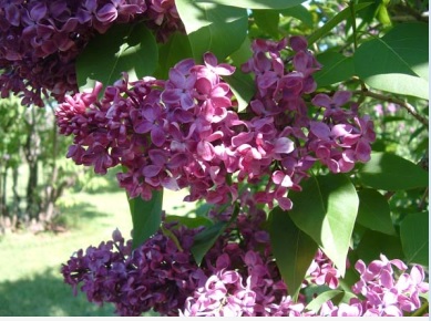 Common Lilac
