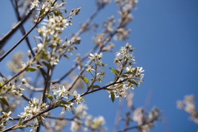 Canadian chuckleberry