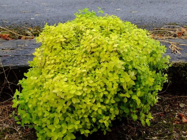 Spiraea japonica 'Golden Carpet'