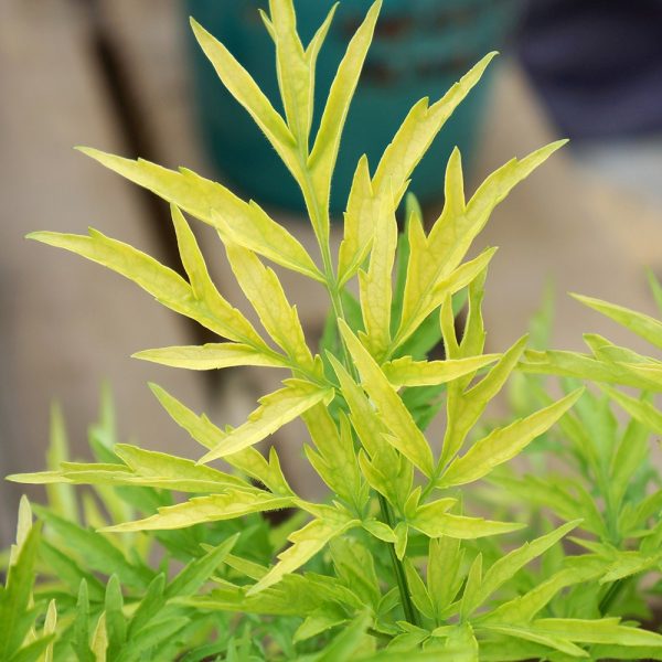 Sambucus nigra 'Golden Tower'