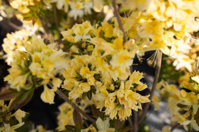 'Northern Lights' Azalea