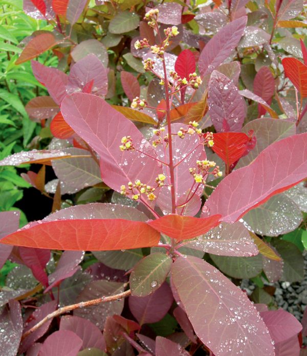 Arbre à perruques 'Grace'