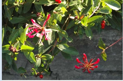 Chèvrefeuille des bois 'Serotina'