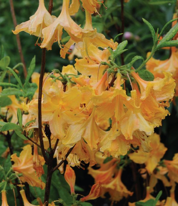 Azalea 'Golden Lights'
