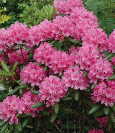Haaga' Rhododendron