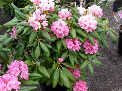 Rhododendron 'Hellikki'