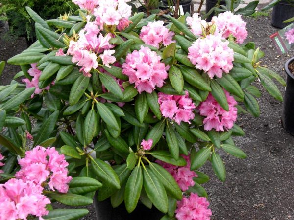 Hellikki' Rhododendron