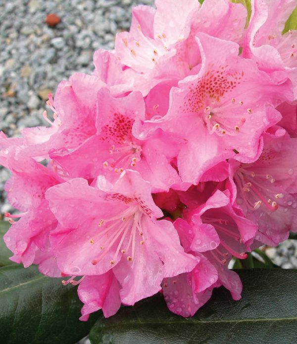 'Helsinki University' Rhododendron
