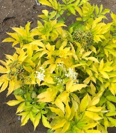 Aurea American Elder