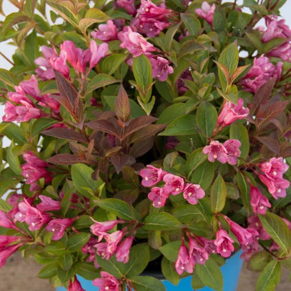 Weigela x 'Strobe' BE