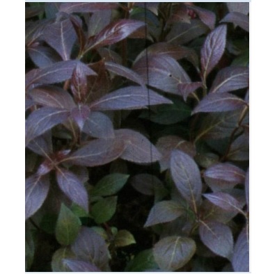 Weigela florida 'Midnight Wine'