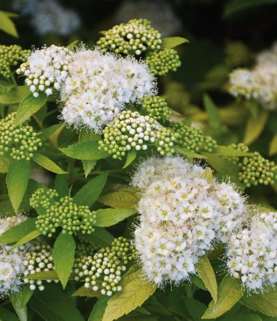 Japanese spirea 'White Gold'