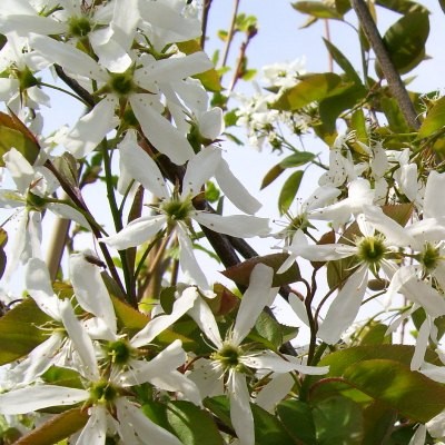 Amelanchier x grandiflora 'Ballerina'