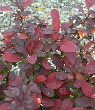 Épine vinette 'Ruby Carousel'