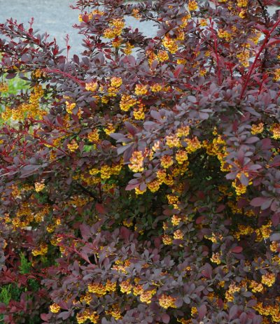 Barberry 'Royal Cloak'