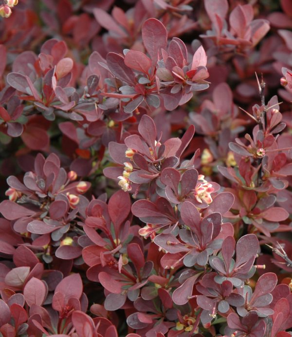 Berberis thunbergii 'Royal Burgundy' (Gentry)