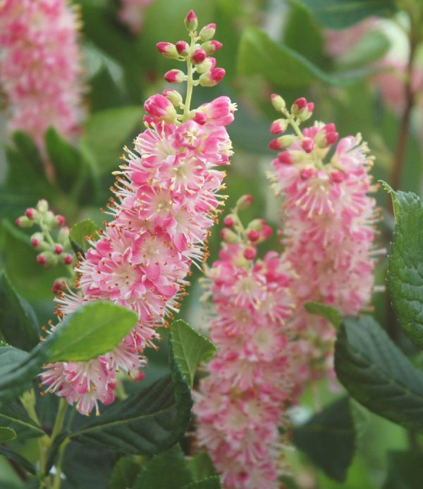 Clethra alnifolia 'Ruby Spice'