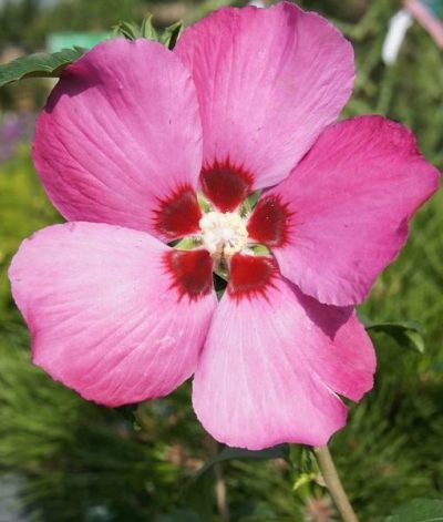 Pink Giant' Rose of Sharon