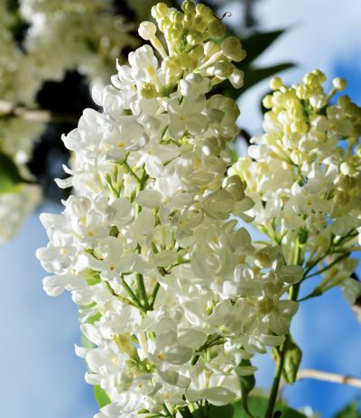 Common Lilac 'Primrose'