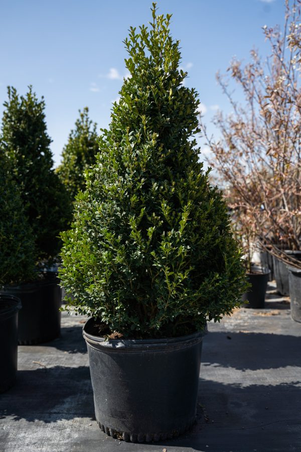 Buxus 'Green Velvet'