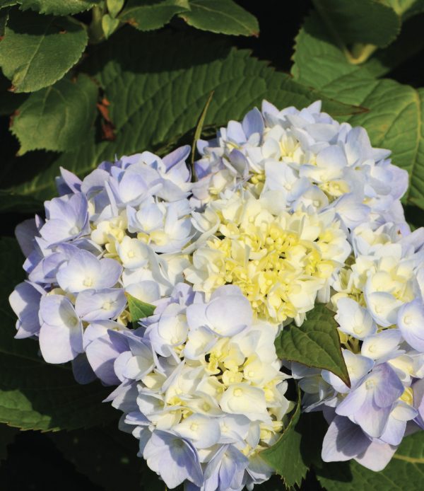 hydrangea macrophylla 'Endless Summer' ES