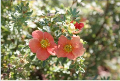 Potentilla fruticosa 'Orangeade'