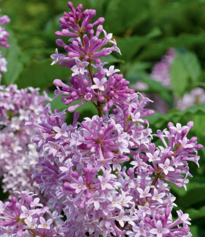Syringa prestoniae 'Minuet'
