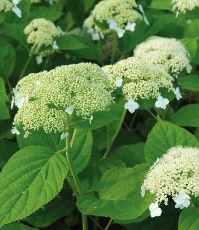 Hydrangea arborescens 'White Dome'