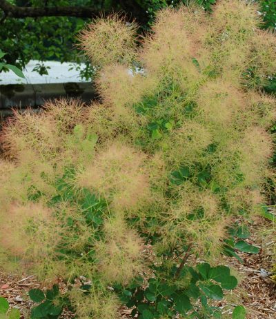 Arbre a perruque 'Young Lady'