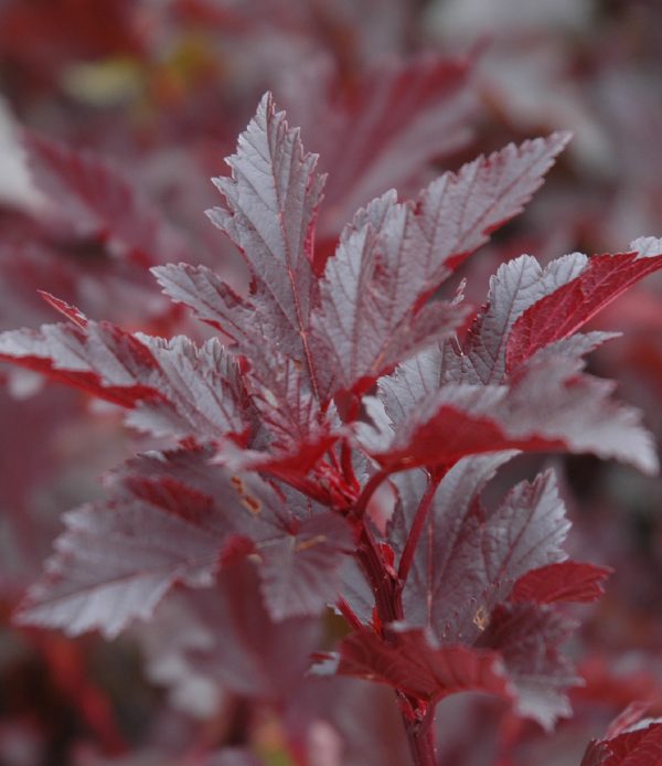 Physocarpus opulifolius 'Summer Wine' PW
