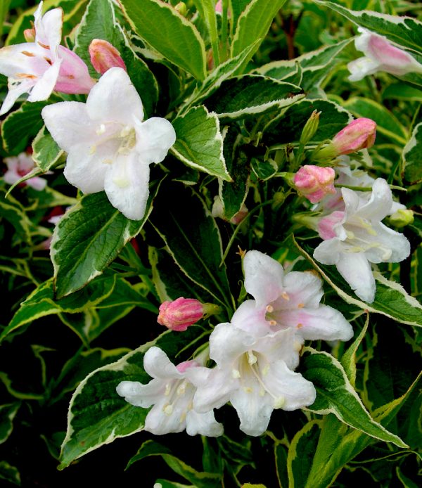 Weigela florida 'Variegata'