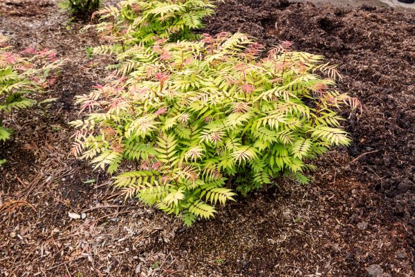 Sorbaria sorbifolia 'Cherry on Top' BE