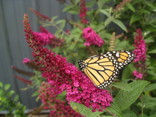 Buddleia 'Miss Molly' PW
