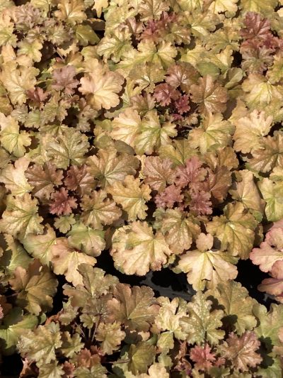 Heuchère 'Coffee Bean'