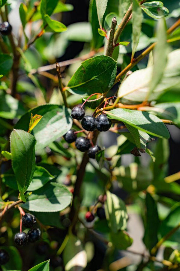 Aronie 'Autumn Magic'