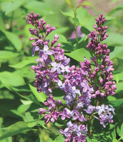 Common Lilac 'President Lincoln'