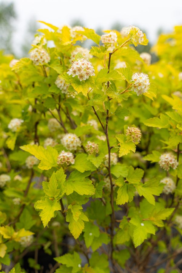 Physocarpe 'Golden Nugget'