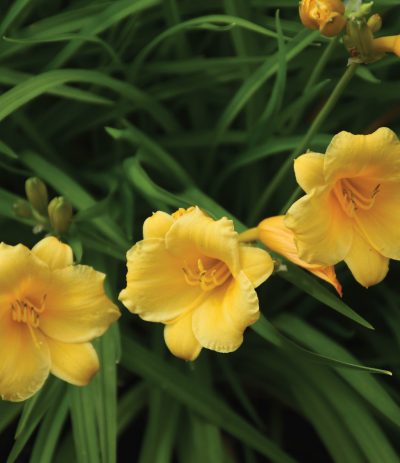 Daylily Stella de Oro