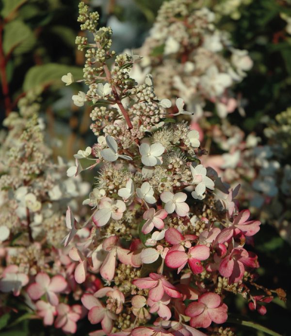 Hydrangea paniculata 'Pinky Winky' PW