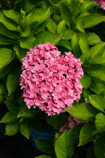 Hydrangea macrophylla ‘Starfield’