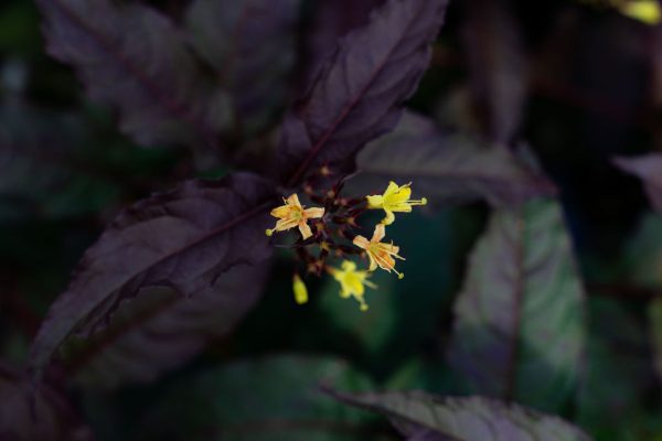 Diervilla 'Nightglow'  BE