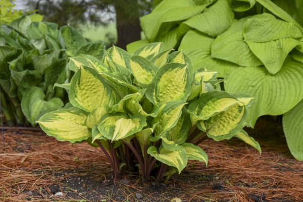 Hosta 'Island Breeze' PW