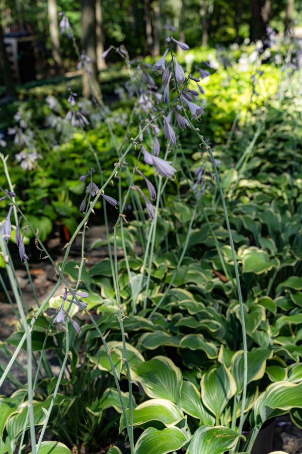 Hosta 'Regal Splendor'